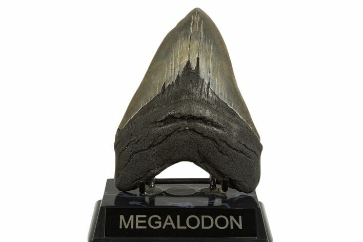 Fossil Megalodon Tooth - Georgia #338619